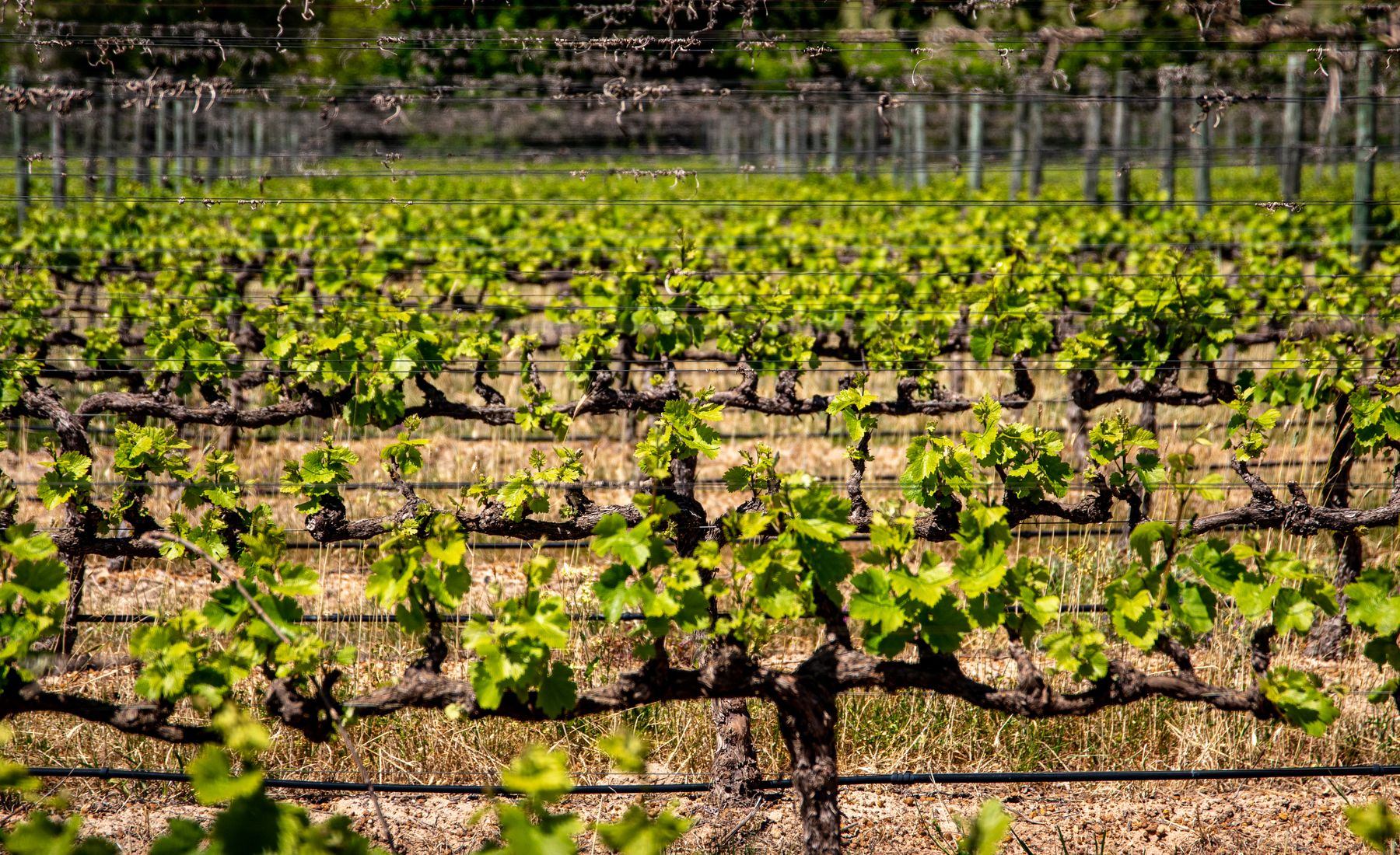 Viñedo verde en primavera como introducción a la cultura del vino de Ribera del Duero